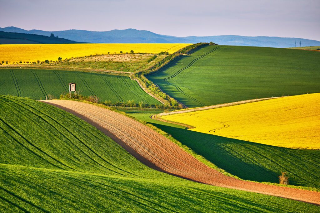 Amazing green and yellow rape spring fields Landscape. Agriculture Rural scene. Czech Moravia colza canola farmland bloom. Hunting box on Sunny waving hills.