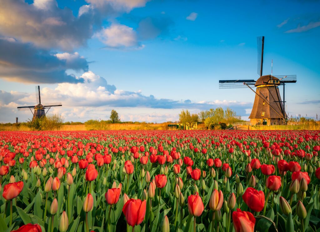 Beautiful Dutch scenery with traditional windmills and tulip flowers foreground