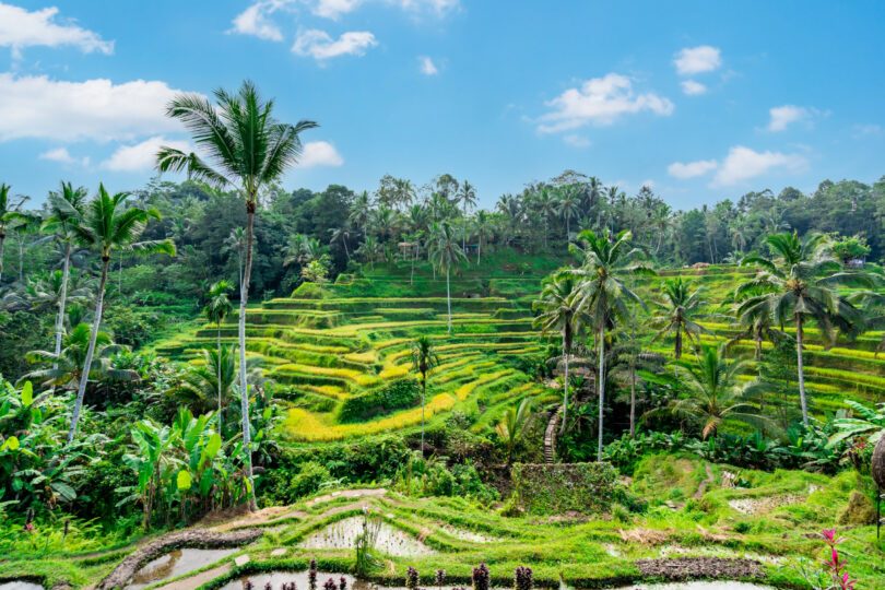 Les paysages de Bali