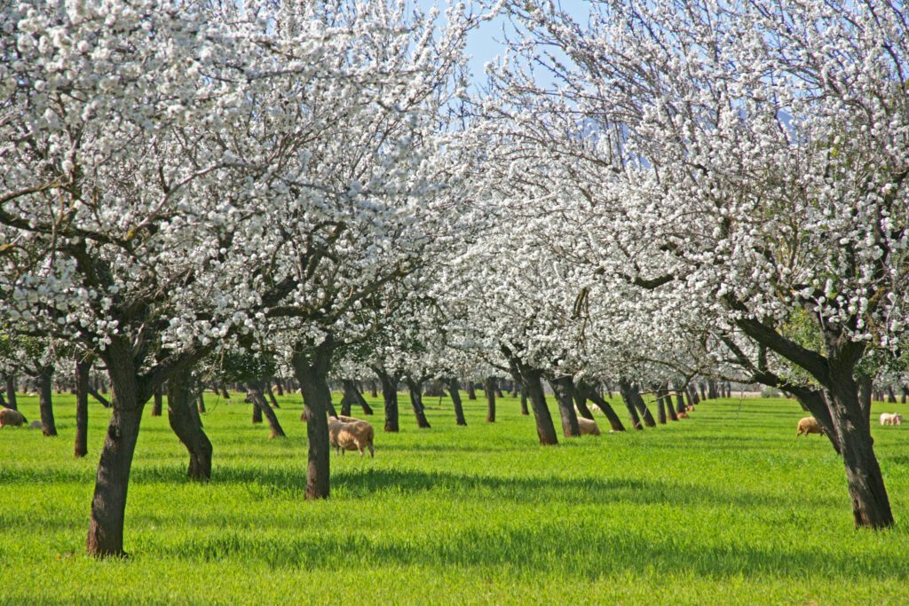 Almond Blossom in the spring on the island of Majorca, Balearic Islands, Spain, Europe