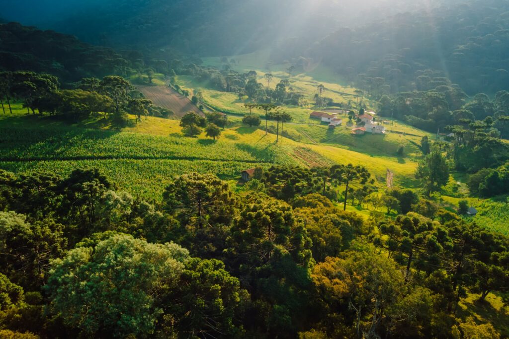 Aerial view of a rural area with araucaria trees and sunshine in Santa Catarina, Brazil