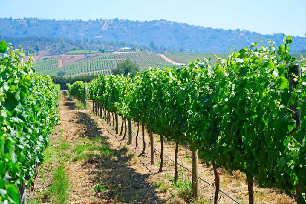 Les vignes de Casablanca