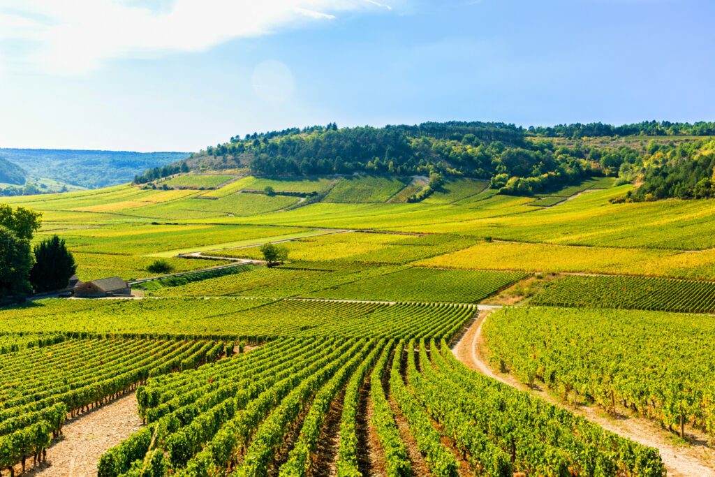 Beautiful view of the  vineyards in Burgundy, France