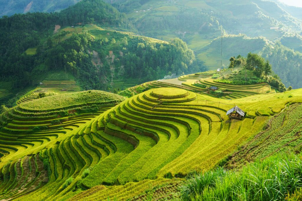 Terraced rice field in harvest season in Mu Cang Chai, Vietnam. Mam Xoi popular travel destination.