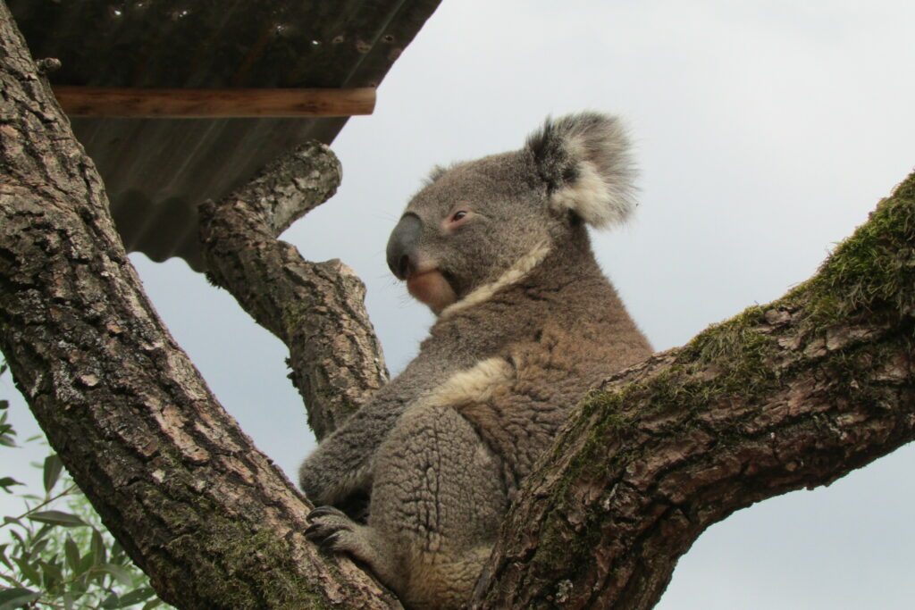 cute koala in a tree at zurich zoo