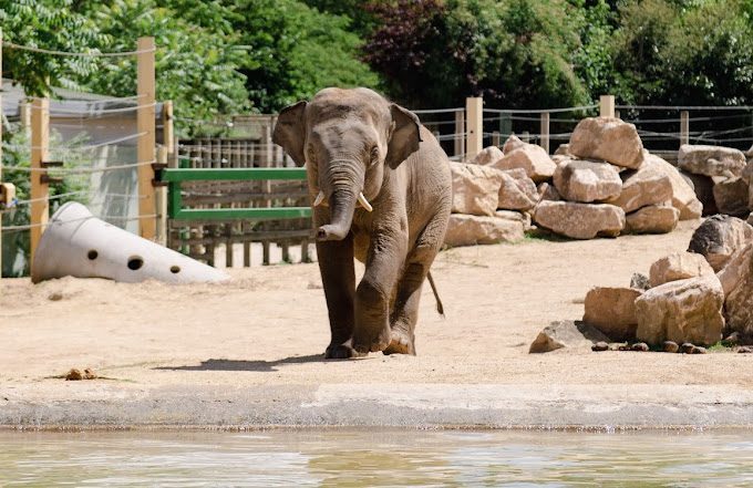 Visiter le zoo autour de mâcon