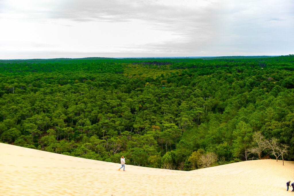 Dune of Pilat (Grande Dune du Pilat), the tallest sand dune in Europe. And a green forest