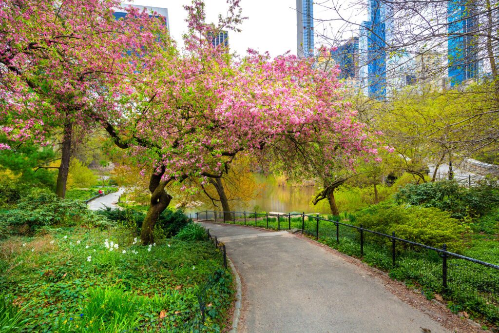 Central Park, Manhattan, New York City in spring