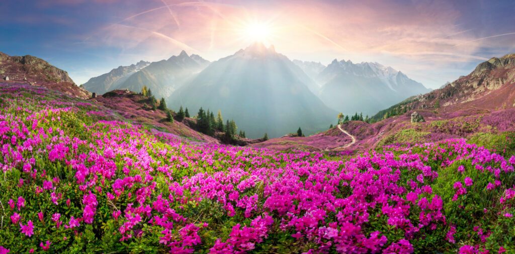 Alpine rhododendrons on the mountain fields of Chamonix