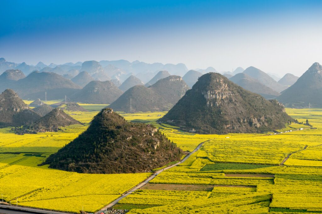 Yellow rapeseed flower field in Luoping, China