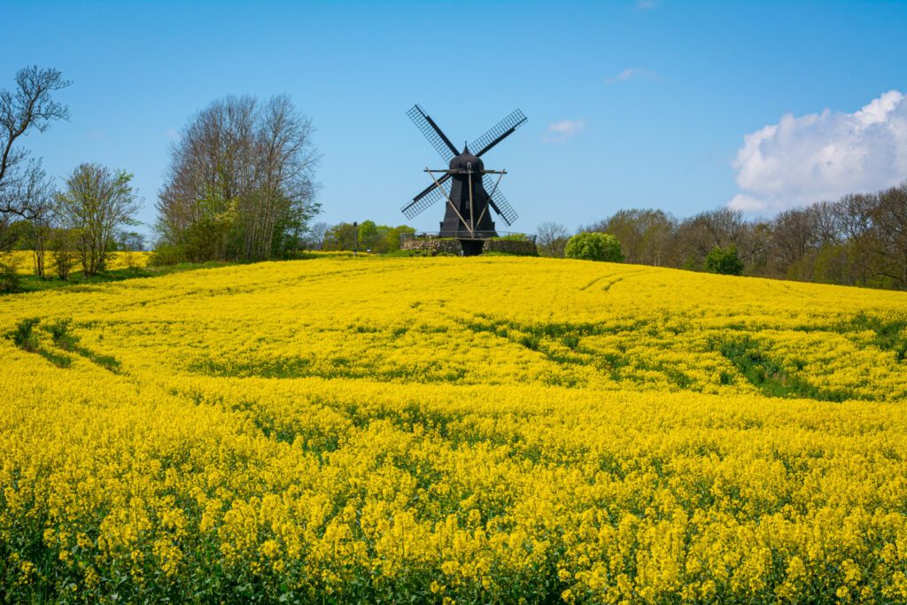 A bright yellow rapeseed field with an old wooden windmill in the background in Scania, southern Sweden