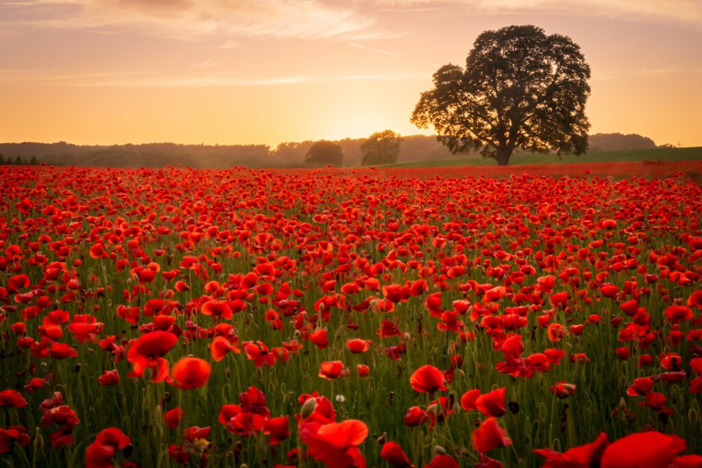 Poppy field at sunset