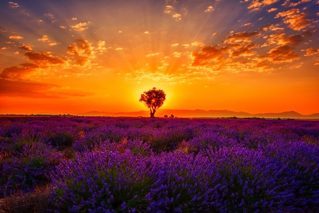 Lavender field with single tree, amazing landscape, sunset glow in fiery color cloudy sky, natural summer travel background, Provence, France