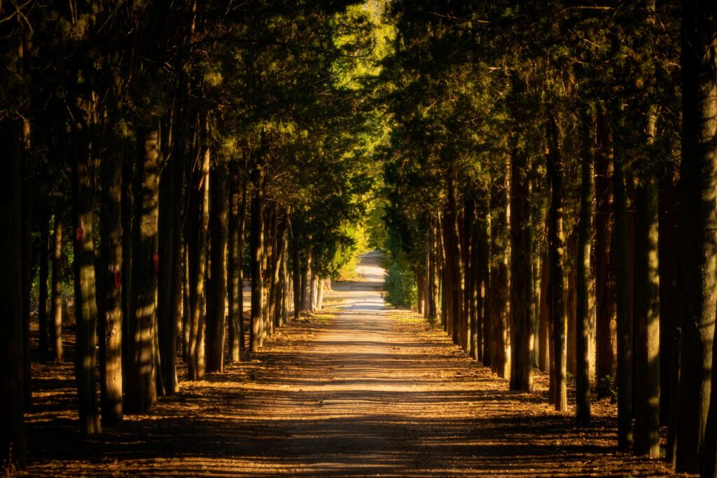 Countryside road with cypress trees inside Tatoi estate - former palace