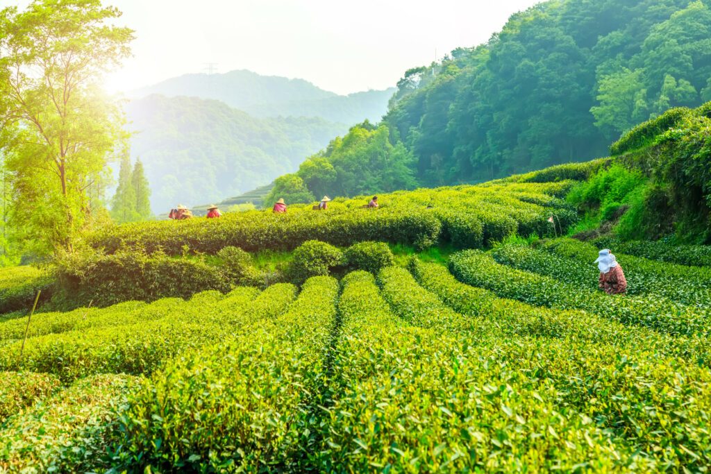 Longjing tea garden in West Lake