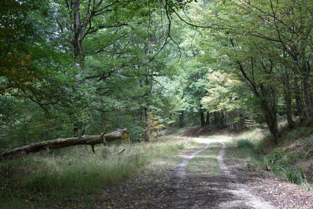 La Forêt de Grésigne en automne