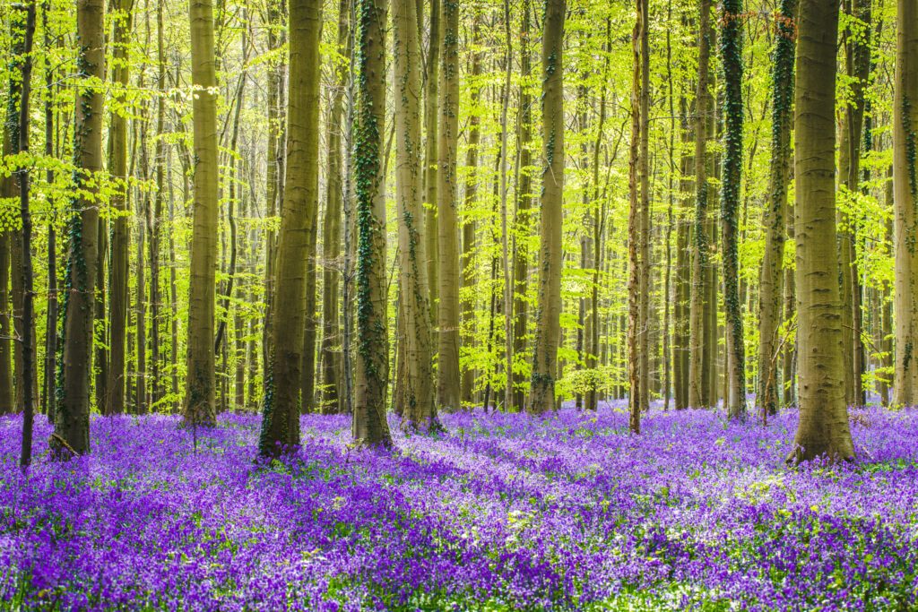 Hallerbos forest during springtime with bluebells flowers and green trees. Halle, Bruxelles, Belgium.