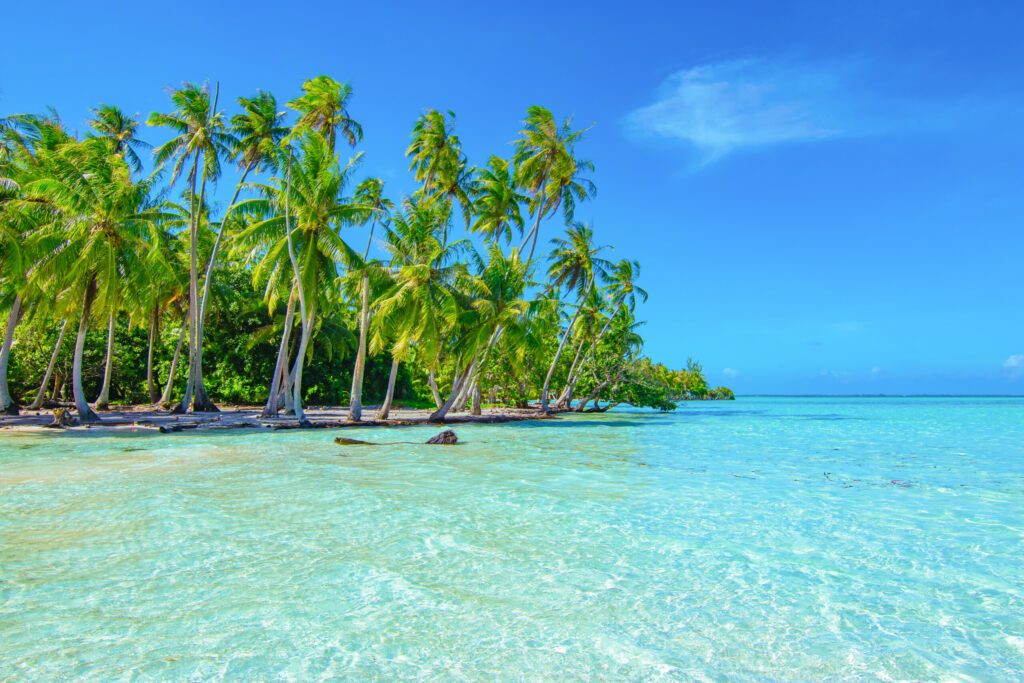 Palm trees on the beach. Travel and tourism concept.
Tahaa, Raiatea, French Polynesia.