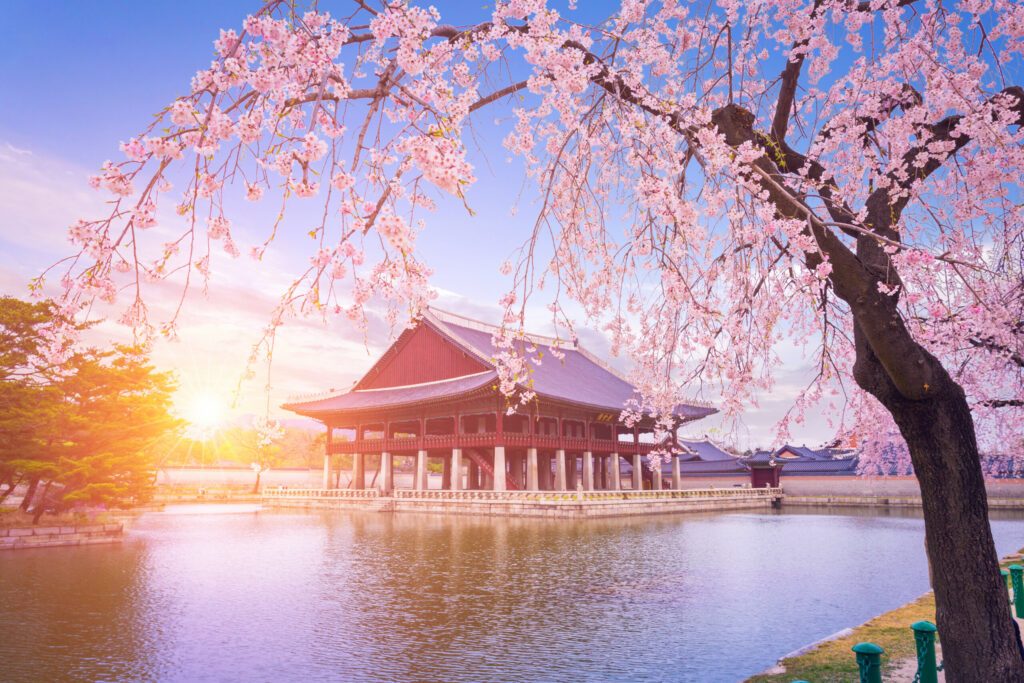 Gyeongbokgung palace with cherry blossom tree in spring time in seoul city of korea, south korea.