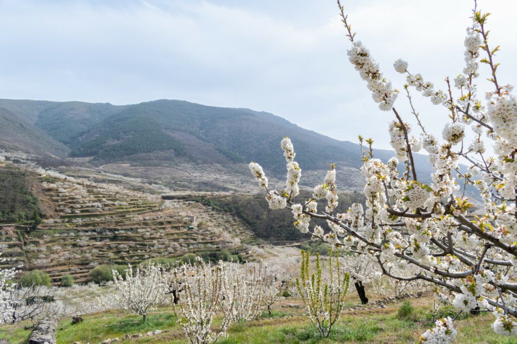 The flowering of the cherry trees in the Jerte Valley, in the north of Cáceres, Extremadura, Spain
