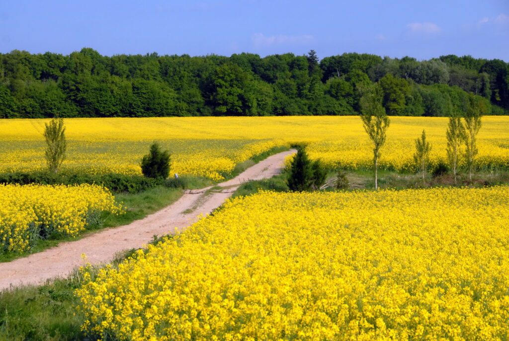 Chemin de terre au milieu d'un champ de colza, département de la Mayenne, France