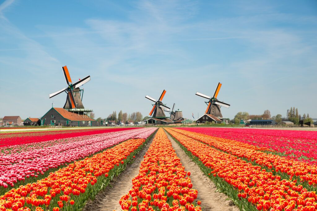 Les champs de Tulipes aux Pays-Bas