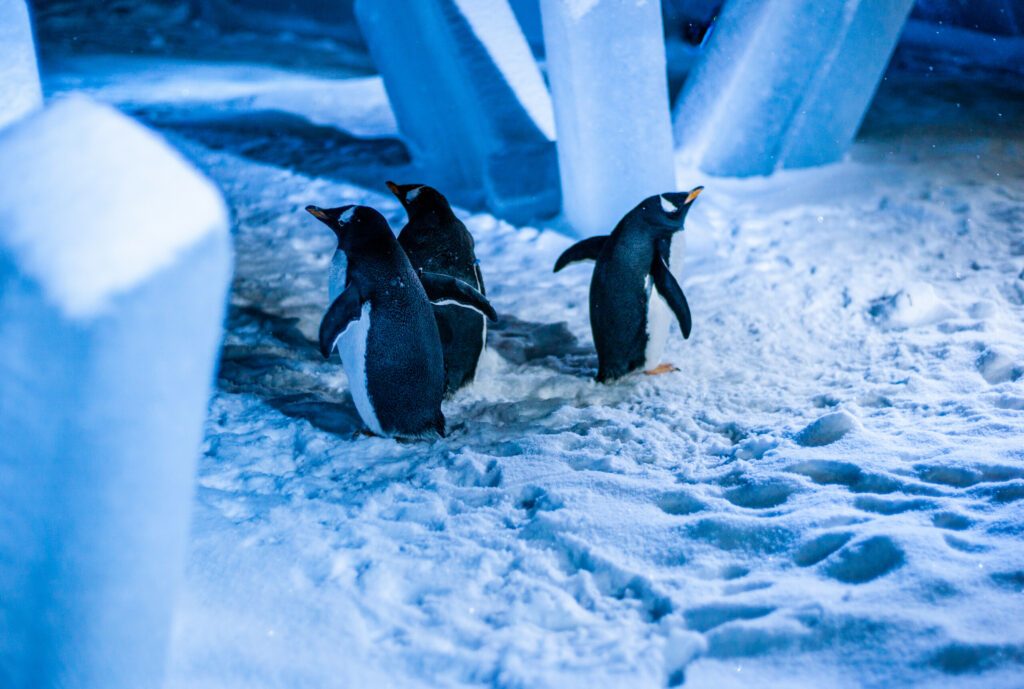 Penguins in the Living Museum of Natural Sciences, half Zoo of Montreal Quebec, known as Biodôme