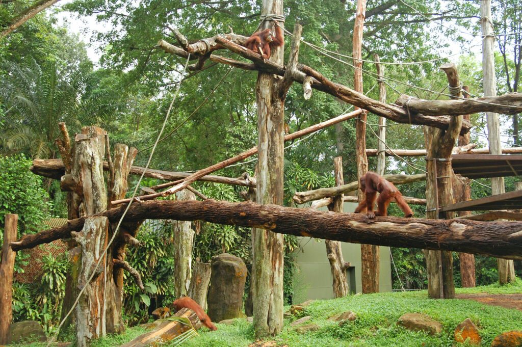 Singapore Zoo orangutan at the logs in Mandai, Singapore