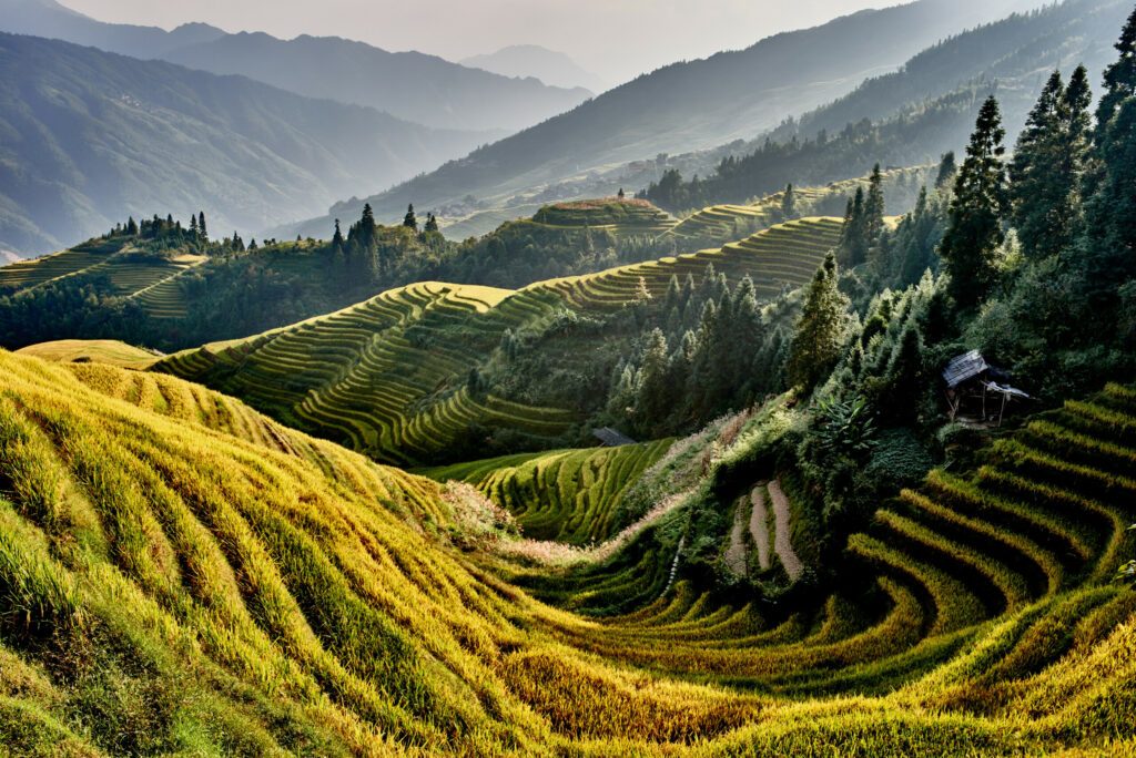 rice terraced fields Wengjia longji Longsheng Hunan China