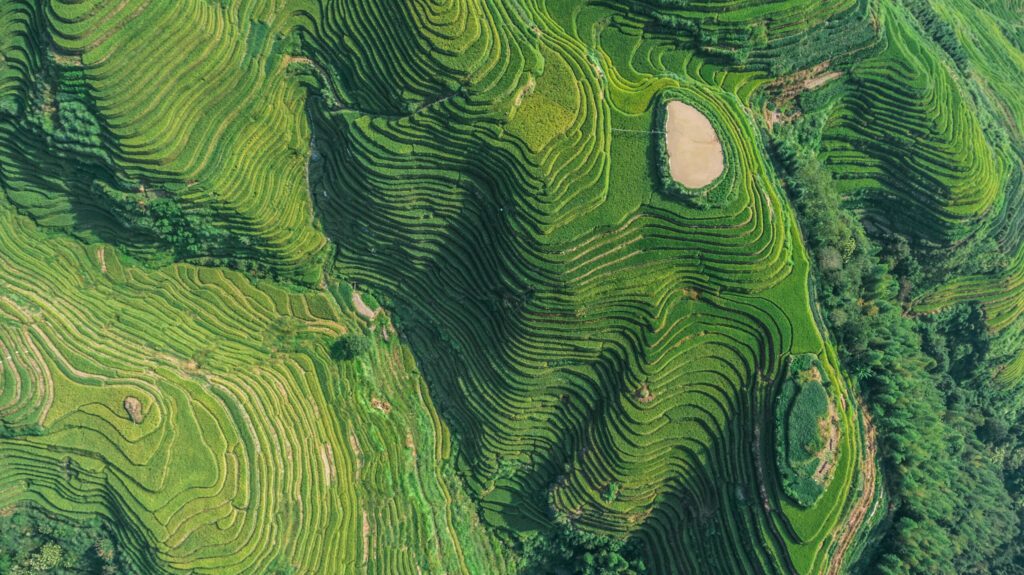 Top view or aerial shot of fresh green and yellow  rice fields.Longsheng or Longji Rice Terrace in Ping An Village, Longsheng County, China.