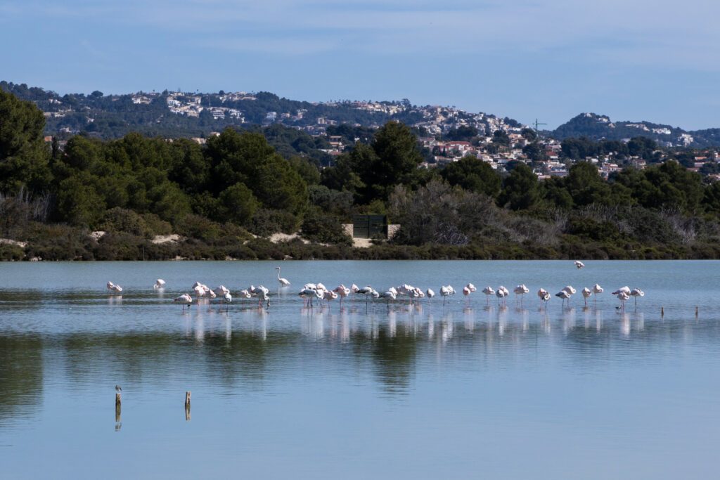 Flock of flamingos in Calpe, costa blanca, Spain