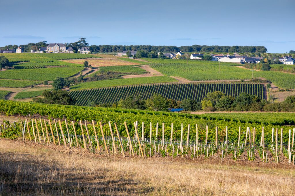 Vigne et vignoble en Anjou dans les coteaux du Layon, France.