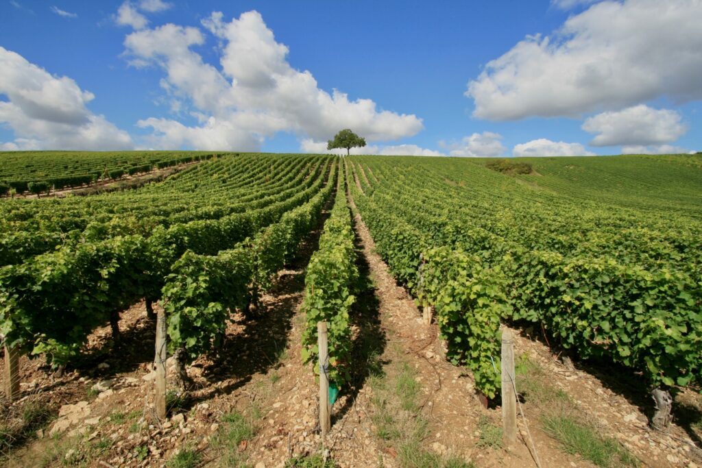 A vineyard in Gaillac Tarn France