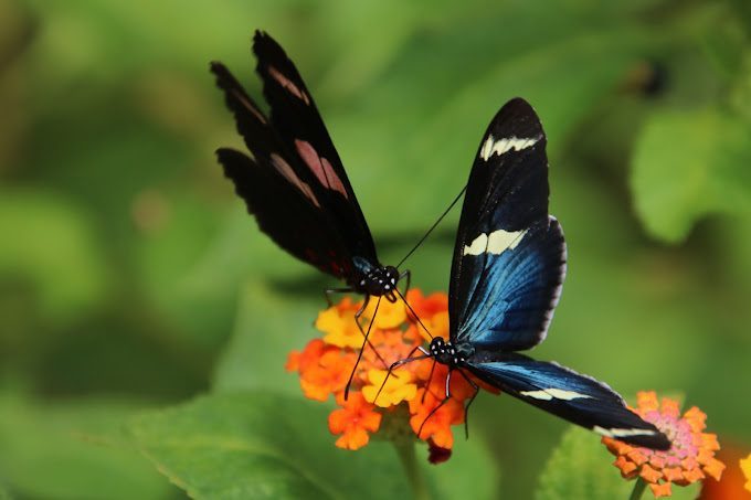 Le Paradis des Papillons autour de Biscarrosse