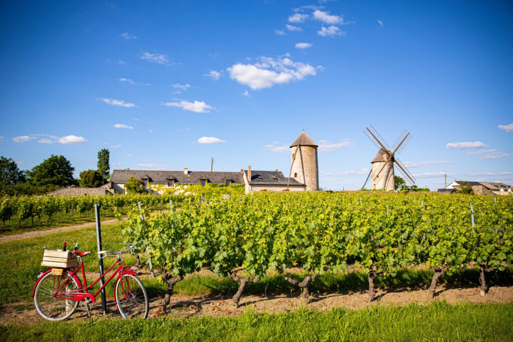 Parcourir les vignobles en Anjou autour de Saumur