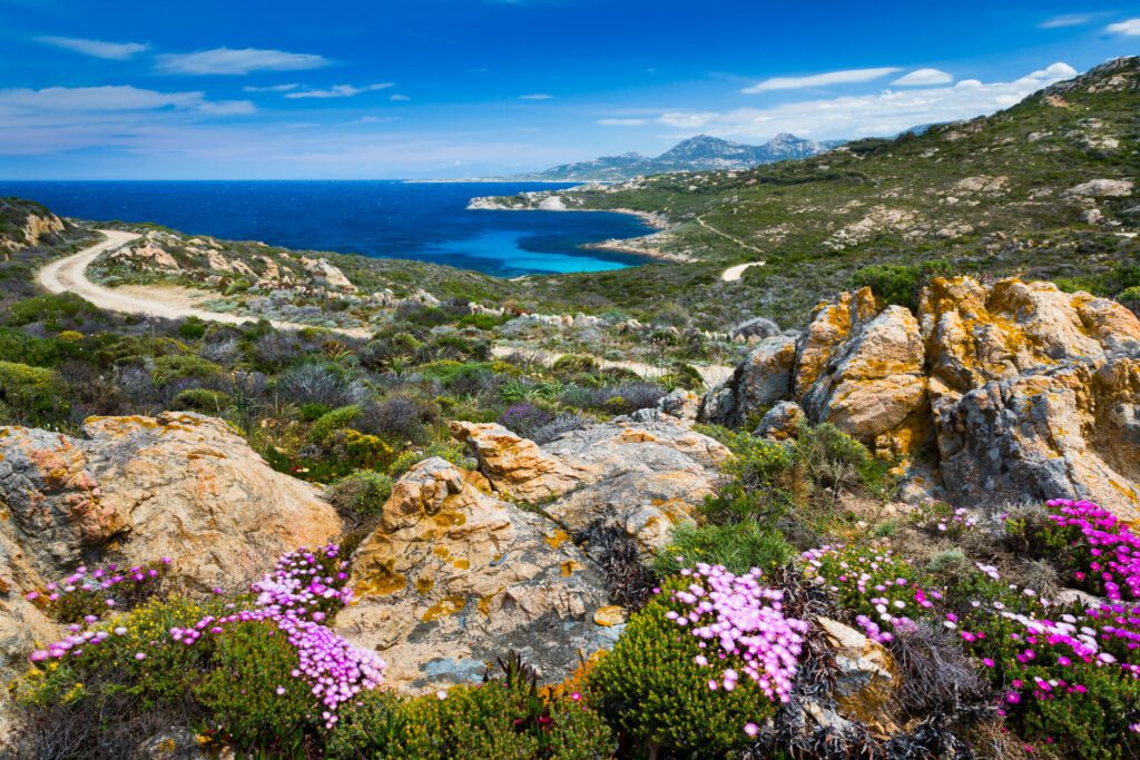Spring flowers at shoreline near Calvi, Corsica island, France