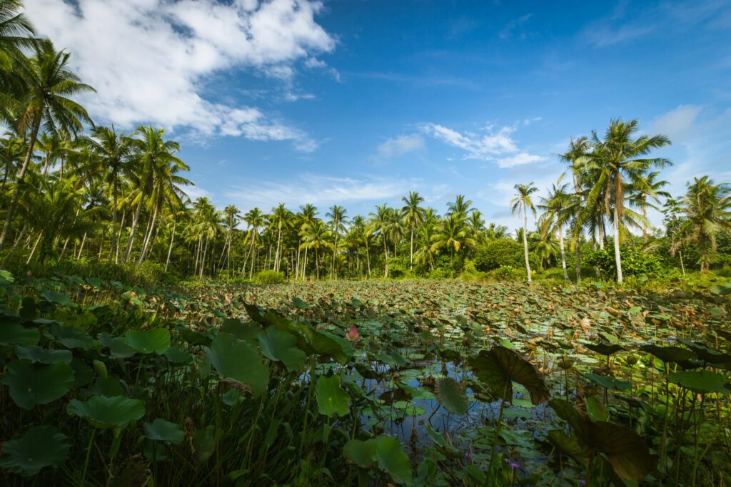 Pulau Ubin’ swamp