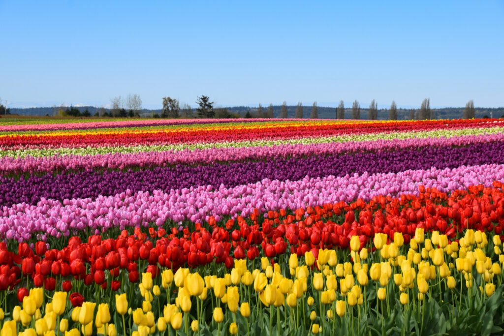 View of Skagit Valley Tulip Field, Washington, USA