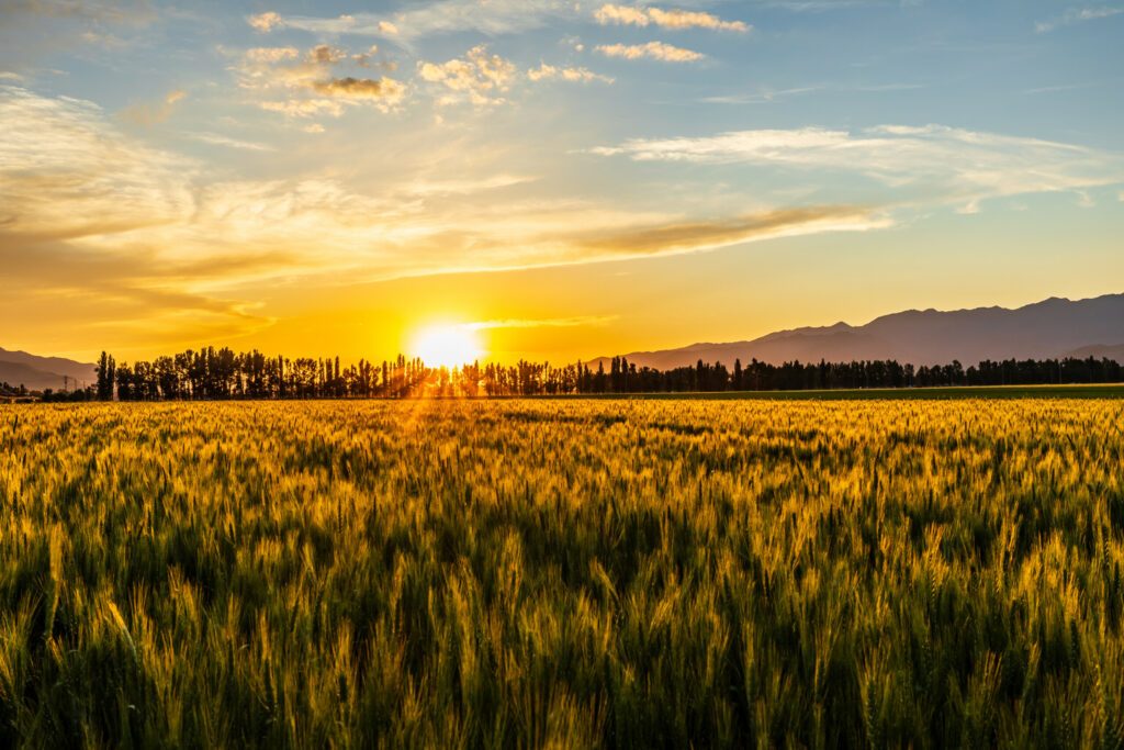 Farm wheat field natural landscape at sunset in Xinjiang, China.