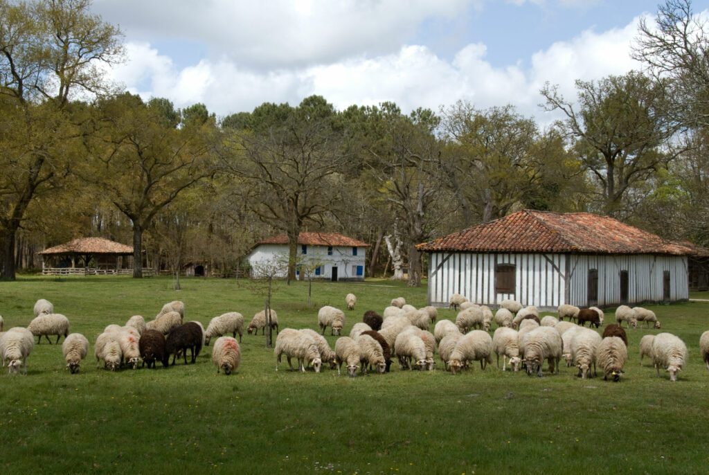 Mouton, race Landais, ferme Landaise; Parc naturel régional des Landes de Gascogne, 40