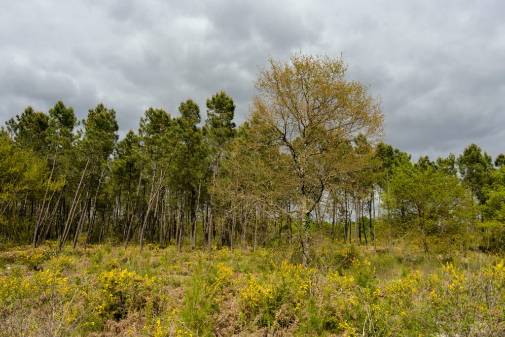 Pin maritime, Pin des Landes, Pinus pinaster, Foret Landaise, Parc naturel régional des Landes de Gascogne, Gironde, 33