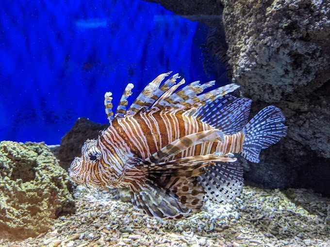 L'aquarium Oniria autour d'Argelès-sur-Mer