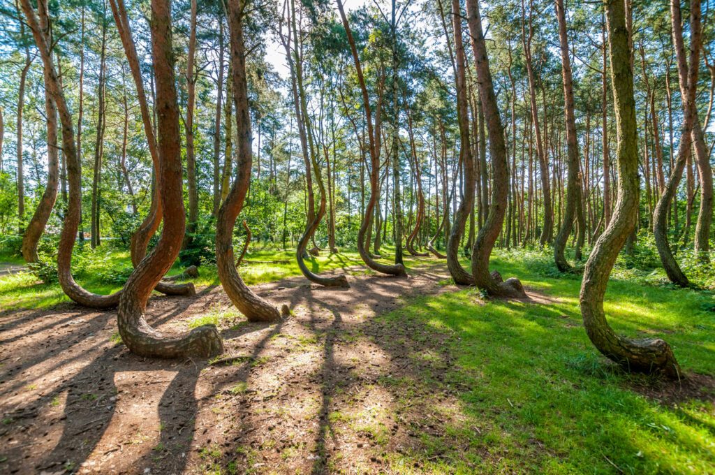 The Crooked Forest, Nowe Czarnowo, West Pomeranian Voivodeship, Poland