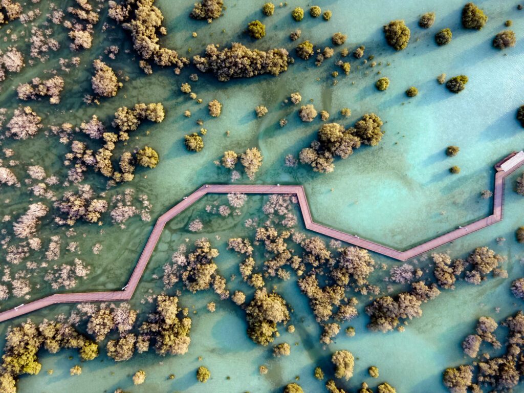 Aerial view of mangroves in Abu Dhabi. Special eco system, natural environment.