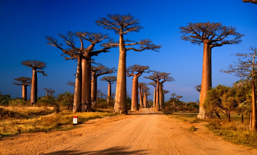 Avenue of the baobabs