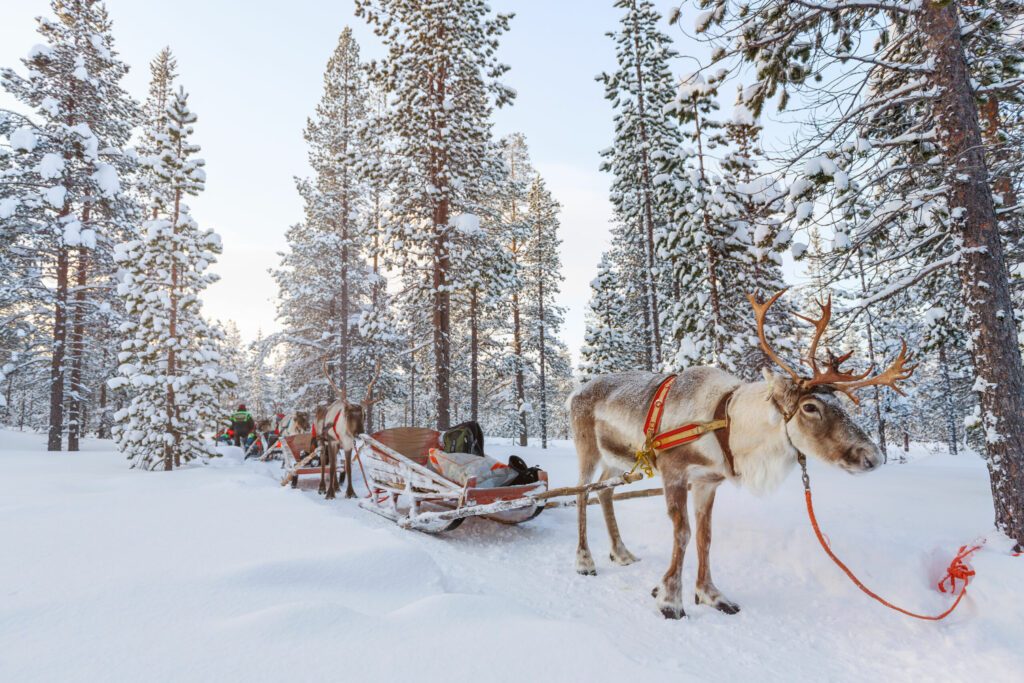 Les rennes de Laponie dans les paysages d'hiver