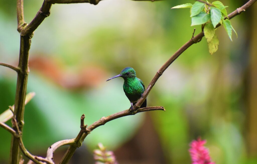 Steely-vented Hummingbird (Saucerottia saucerrottei) in the andean forest of the Natural National Park Farallones de Cali. 

Pance, Cali, Valle del Cauca, Colombia.