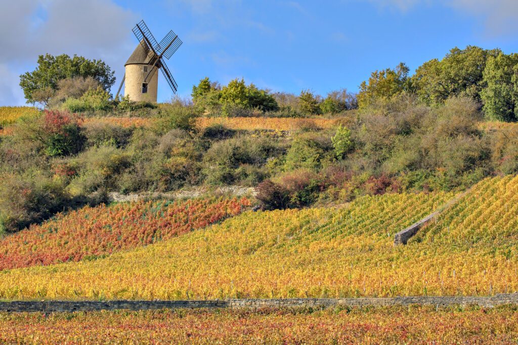 Les vignes près du  moulin à vent Sorine à Santenay, Bourgogne