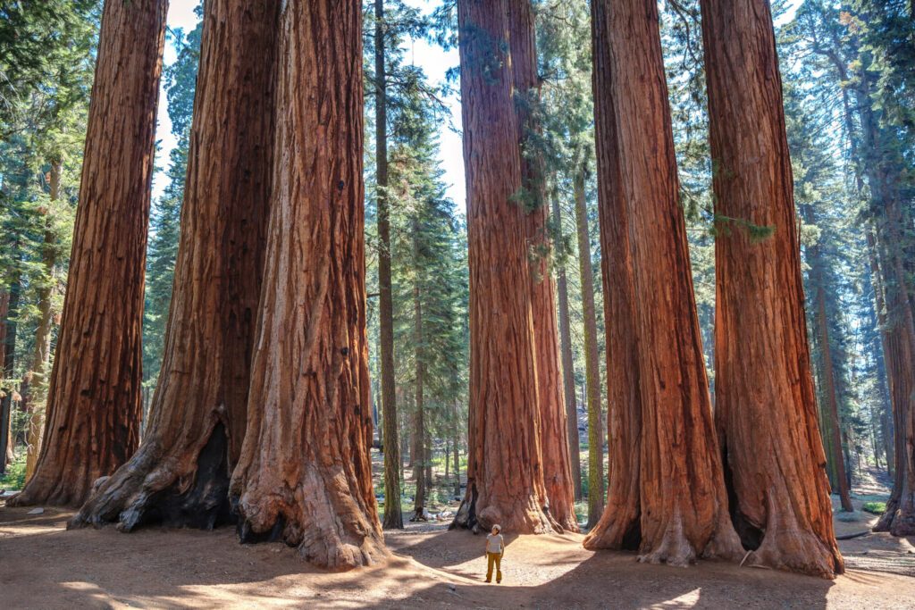 Scale of the giant sequoias, Sequoia National Park. California. U.S