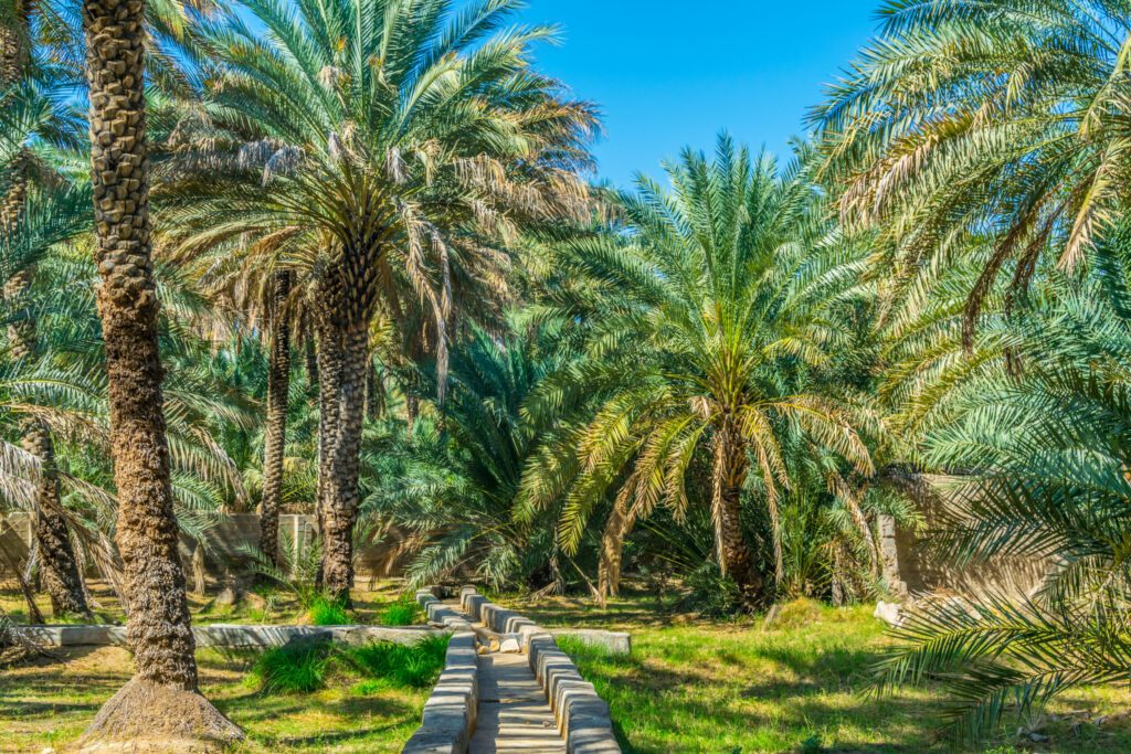 View of the unesco enlisted oasis in Al Ain, UAE